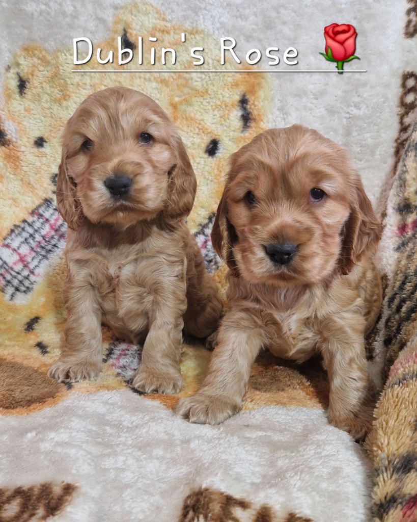 Dublin's Rose - Chiot disponible  - Cocker Spaniel Anglais