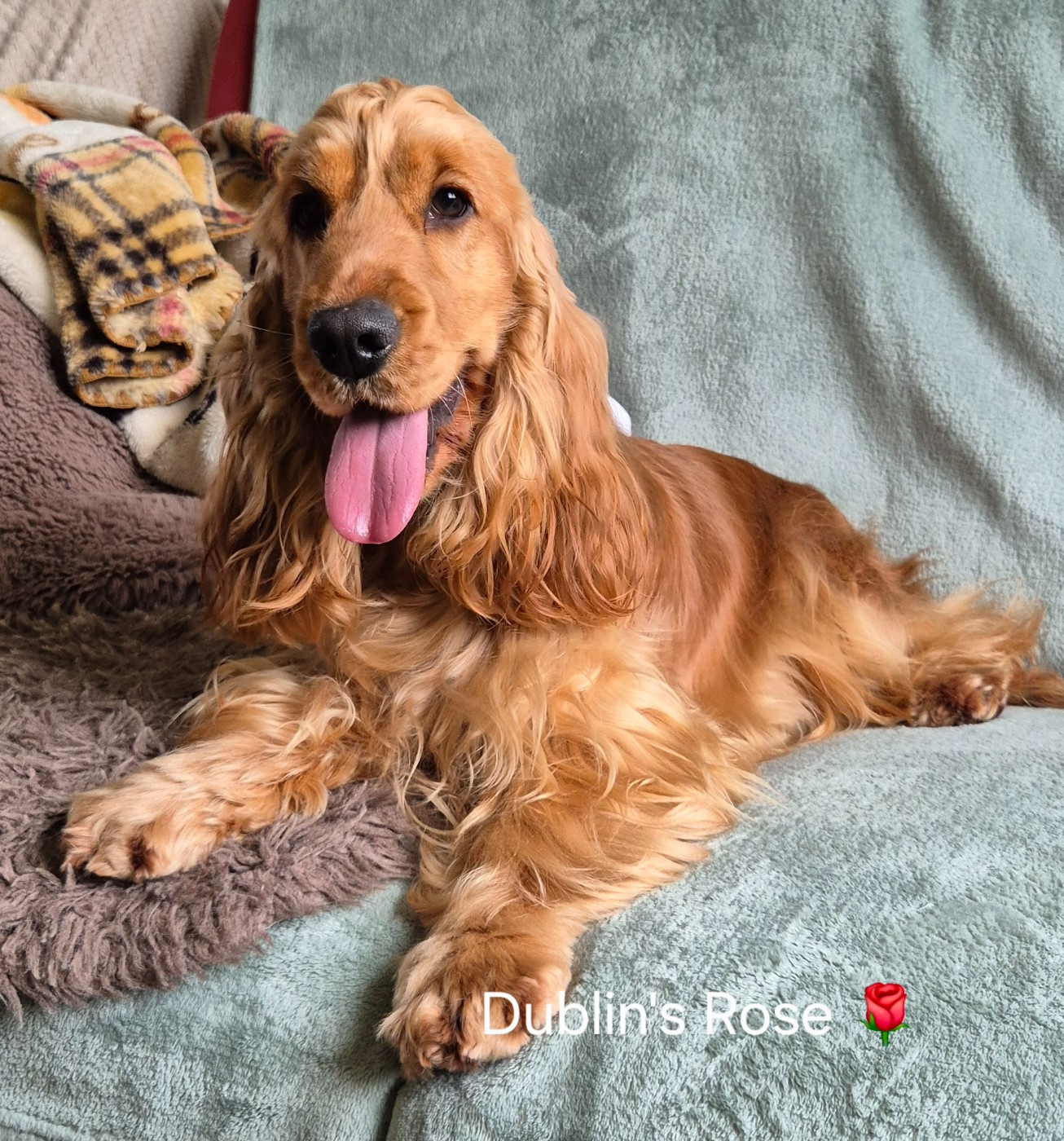 Dublin's Rose Victoria Queen