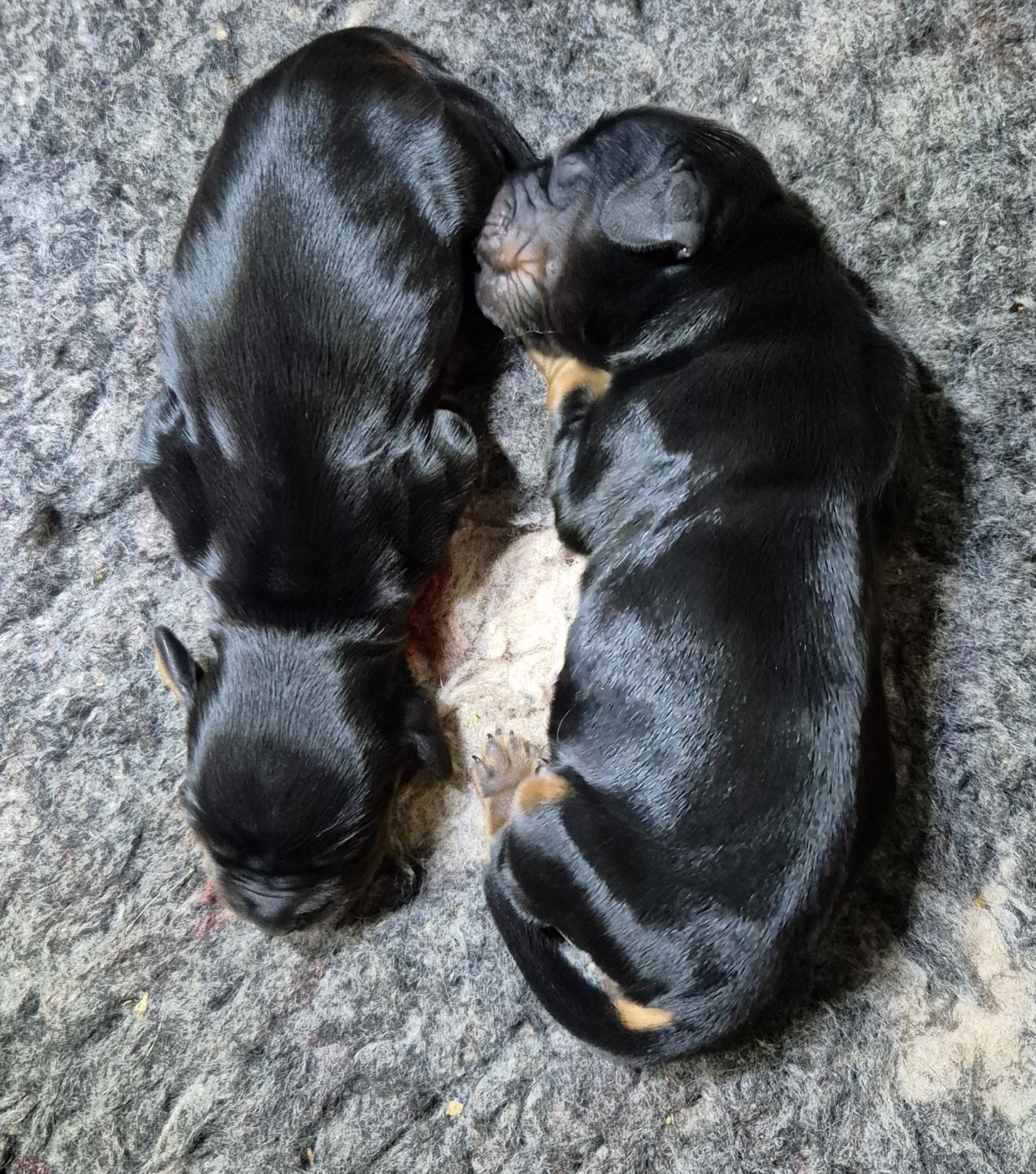 Dublin's Rose - Chiots disponibles - Cocker Spaniel Anglais