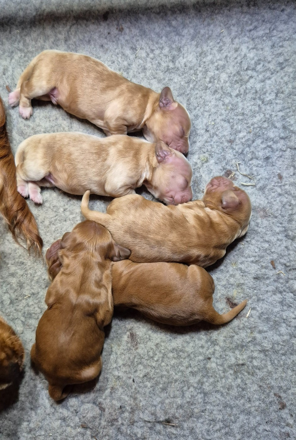 Dublin's Rose - Chiots disponibles - Cocker Spaniel Anglais