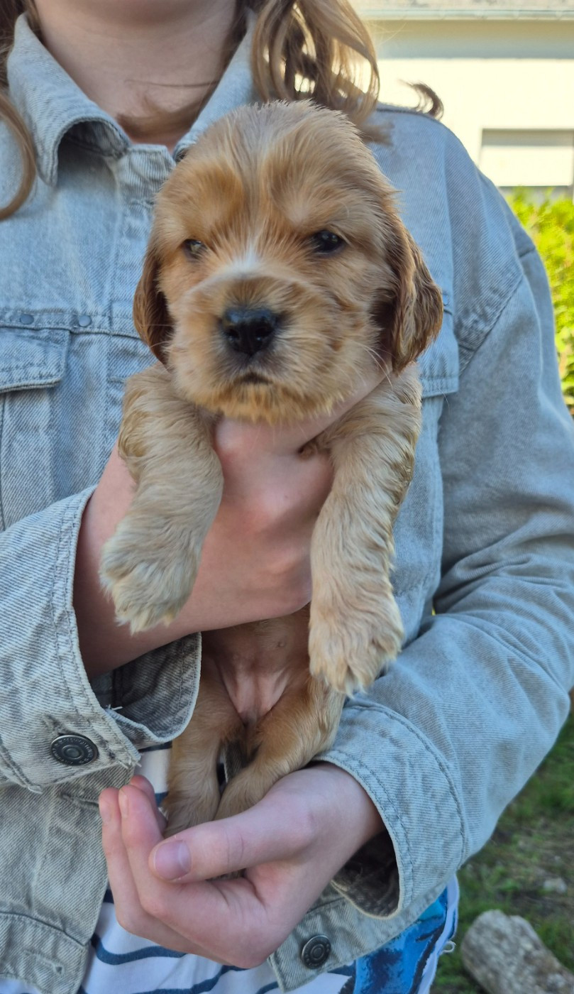 Dublin's Rose - Chiots disponibles - Cocker Spaniel Anglais