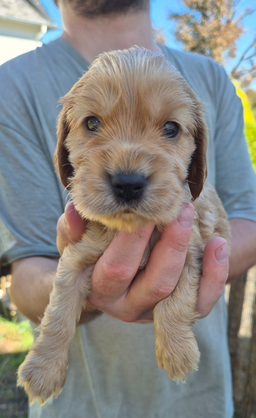 Dublin's Rose - Chiots disponibles - Cocker Spaniel Anglais