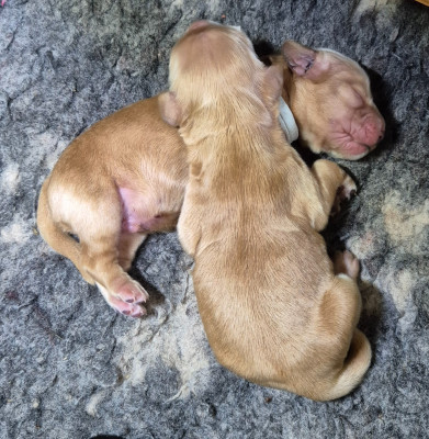 CHIOT mâle fauve