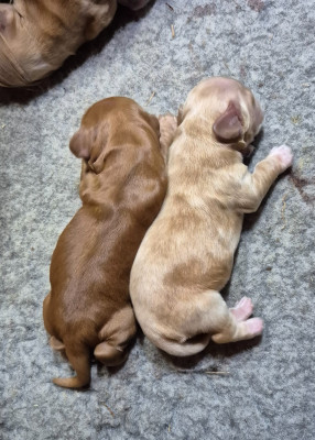CHIOT 2