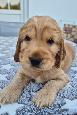 CHIOT mâle fauve