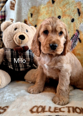 CHIOT 4