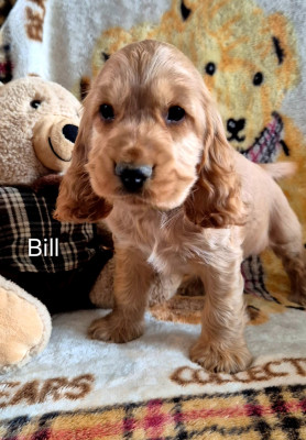CHIOT 5
