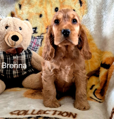 CHIOT 2
